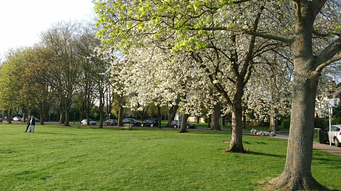 spring tree